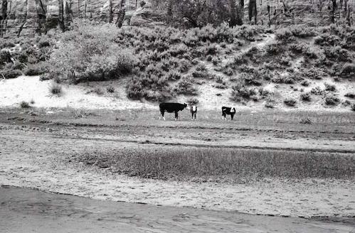 BW photo of the 1937 grazing study 35MM. Cows grazing in Hop Valley.