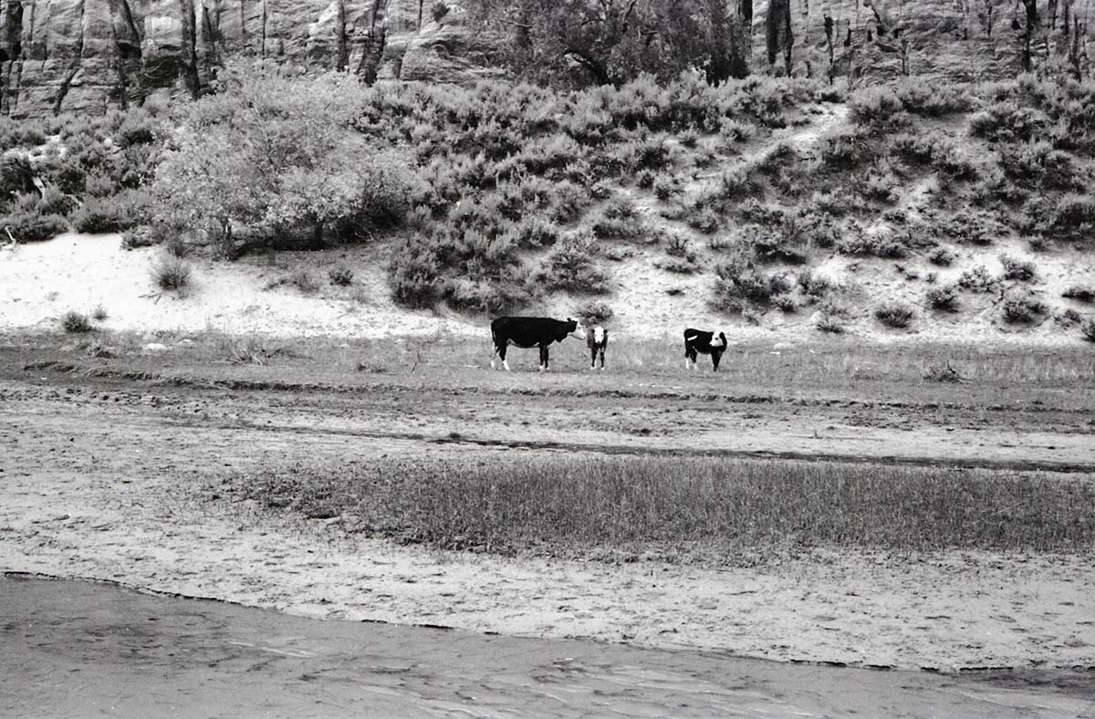 BW photo of the 1937 grazing study 35MM. Cows grazing in Hop Valley.