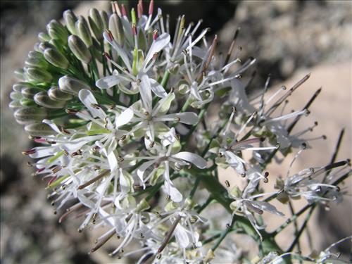 Thelypodium texanum. Big Bend National Park, Pena Mountain. February 2005