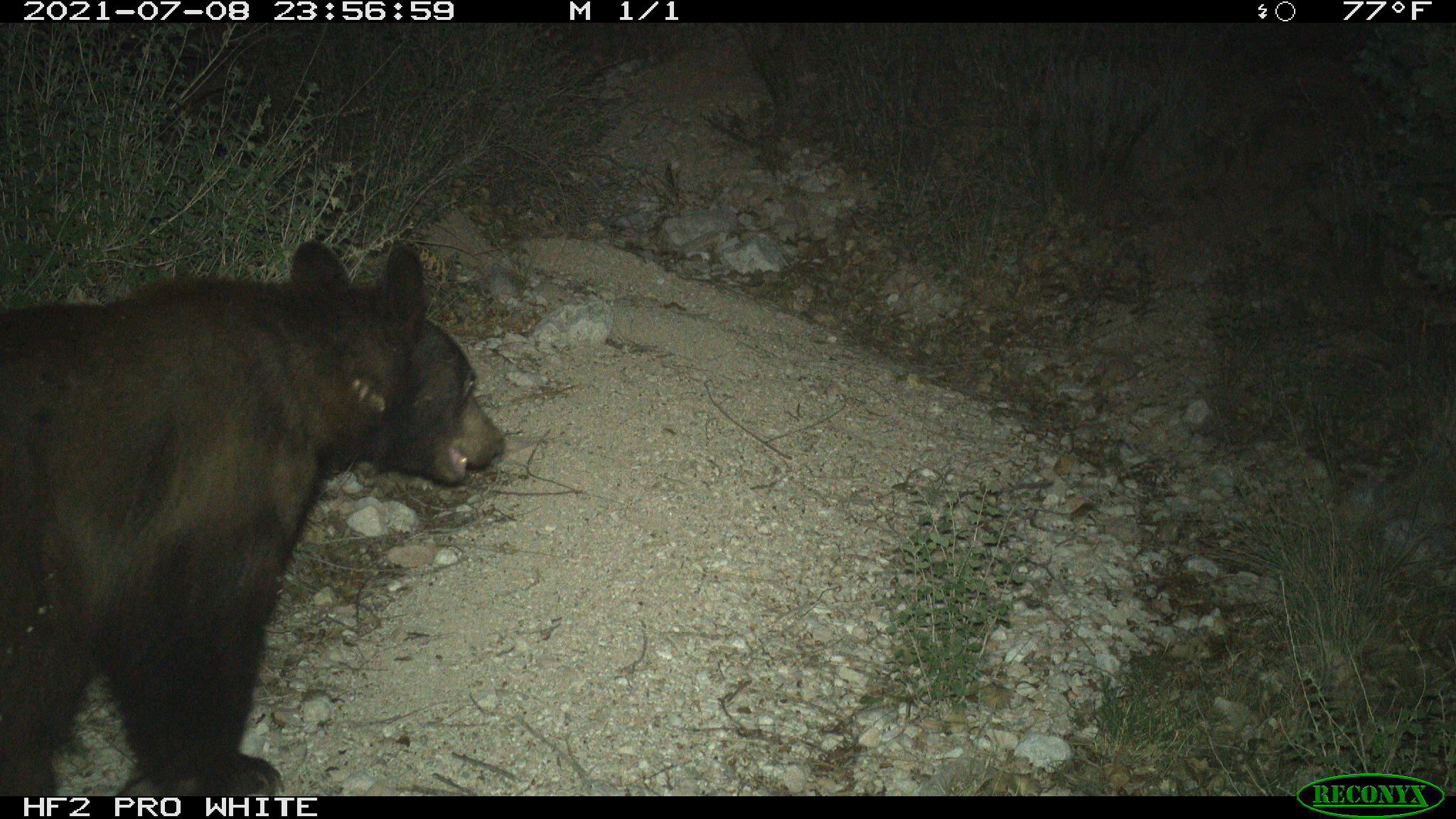 trail camera image of a black bear walking down a trail at night