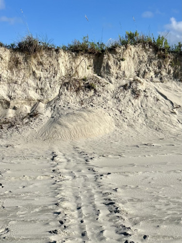 A collapsed dune covering a nesting green sea turtle.