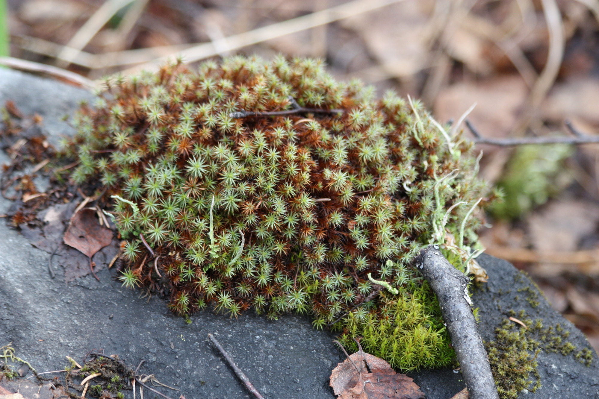 green moss growing on a boulder