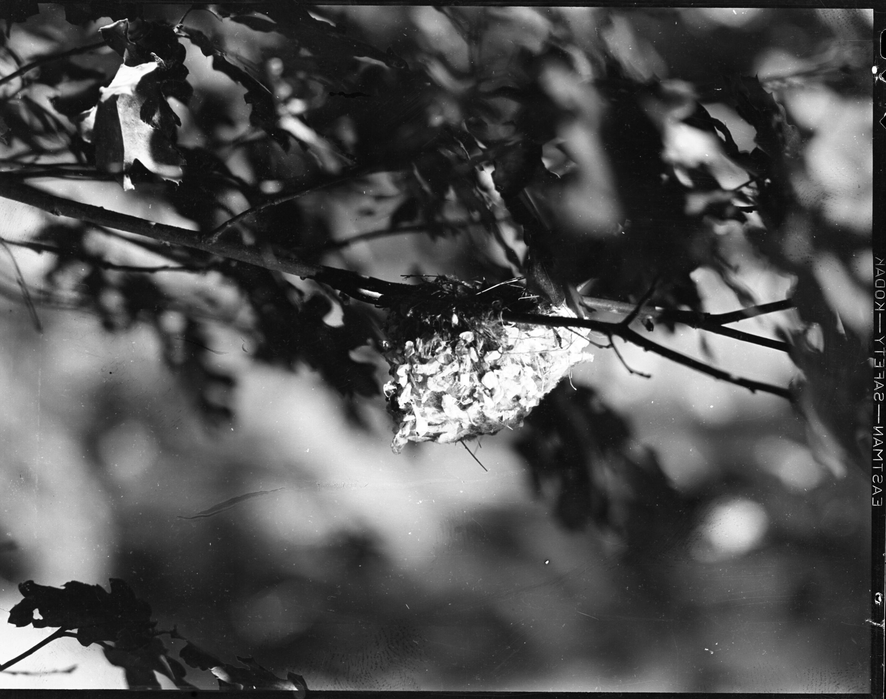 Western Warbling Vireo Nest