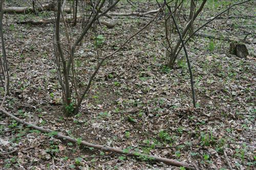 Protecting Resources: Sustaining Wild Mushrooms in Four NCR Parks - Photos from University of Arkansas led study