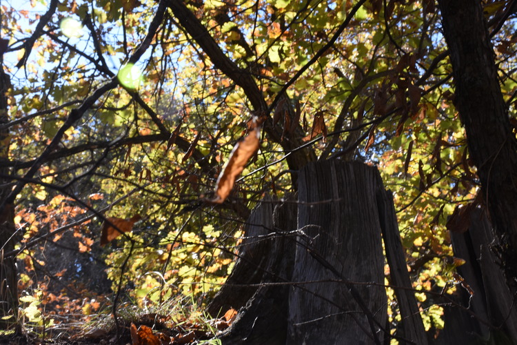 Leaves in the branches of a tree in early fall.