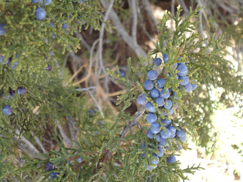 Blue juniper berries on a tree