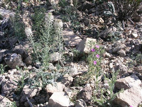Thelypodium texanum. Big Bend National Park, Pena Mountain. February 2005