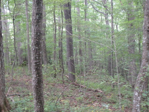 GRSM Accuracy Assessment. Plot Code: GRSM_AA_0261_5