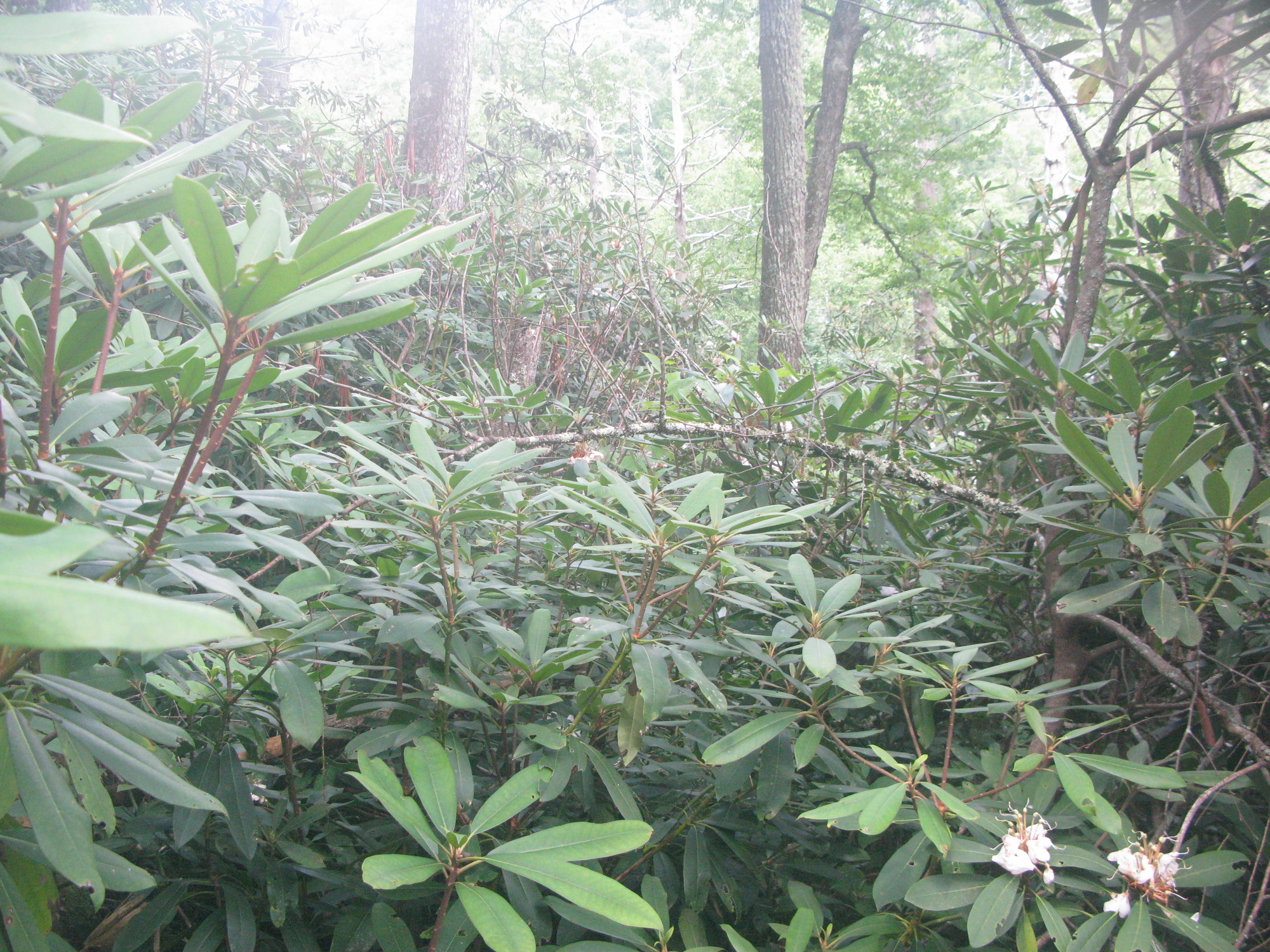 GRSM Accuracy Assessment. Plot Code: GRSM_AA_0759_5