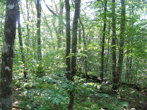 GRSM Accuracy Assessment. Plot Code: GRSM_AA_0249_6