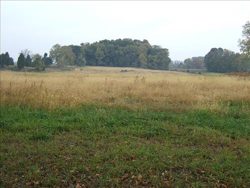 East Woods reforestation area at Antietam N.B.