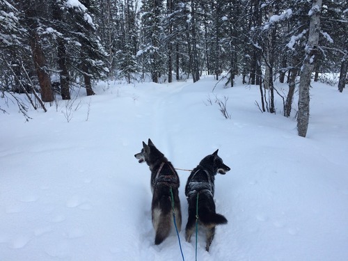 two dogs pulling a skier through a snowy forest