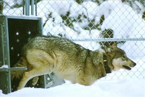 Wolves at Yellowstone National Park