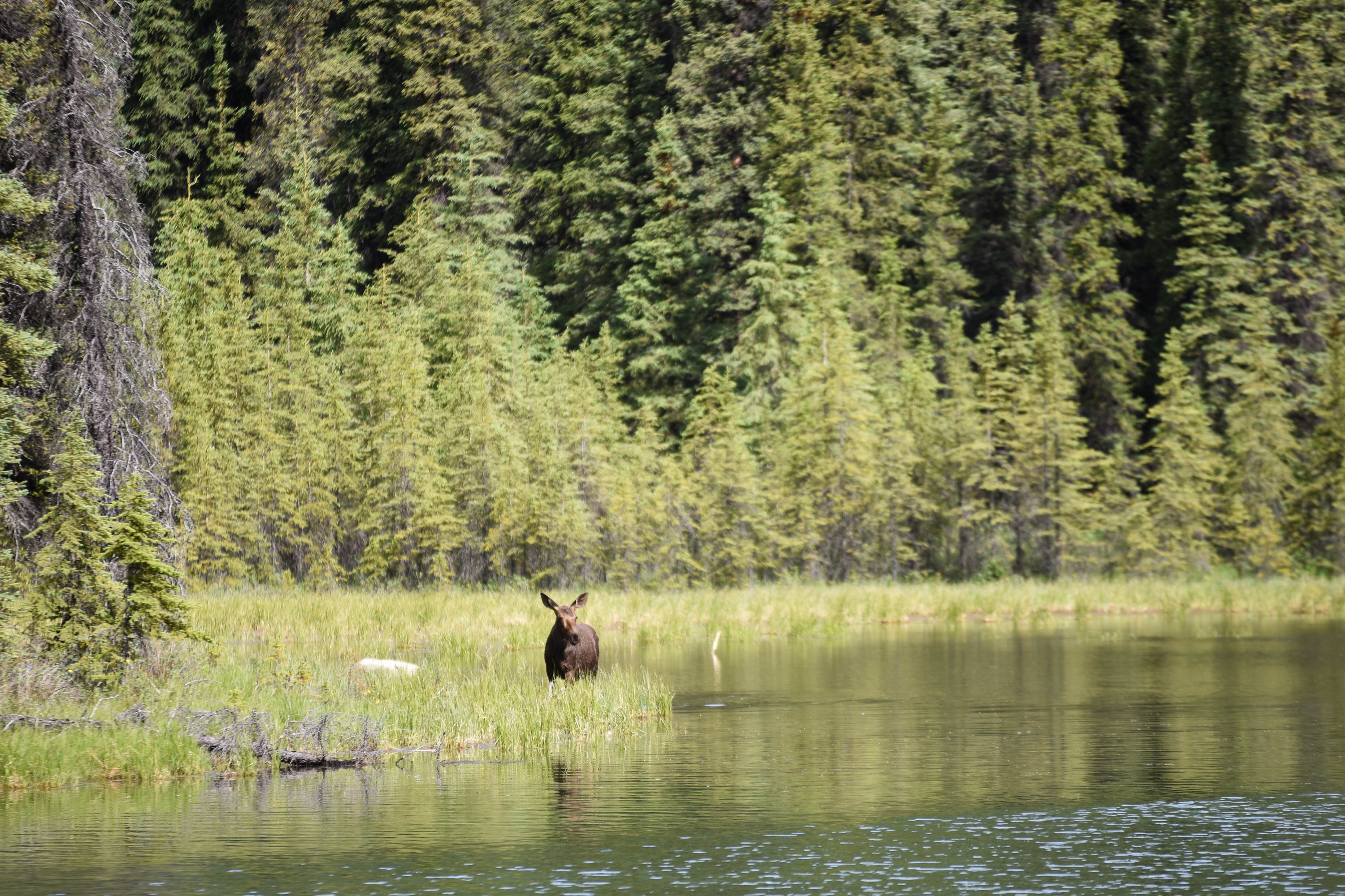 A moose browsing for food in a lake