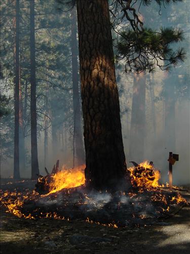 Roads End Prescribed Fire, Sequoia and Kings Canyon National Parks, May 2005