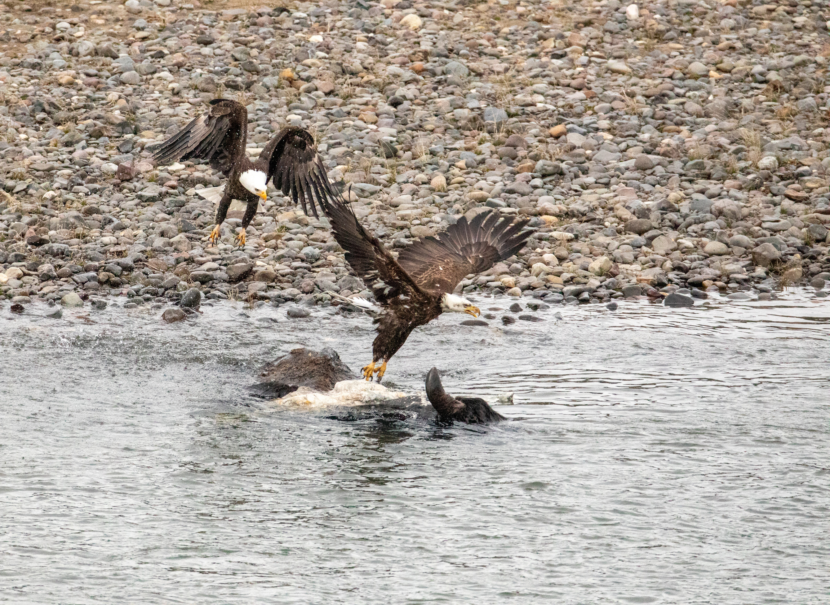 An eagle chases another eagle off of a bison carcass which is in water