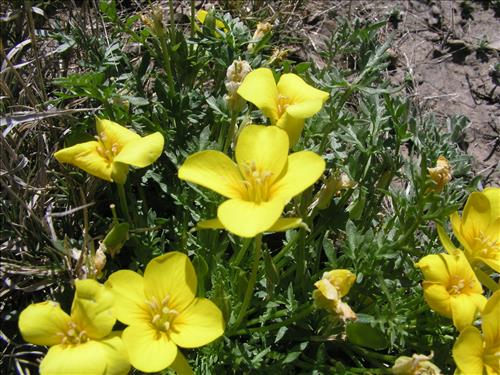 Selenia dissecta. Big Bend National Park, Dog Flat. February 2005