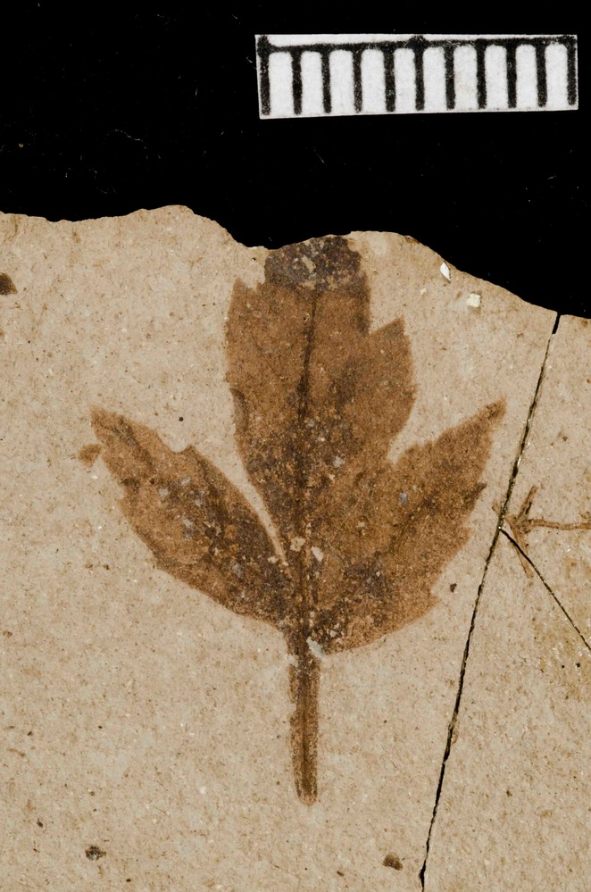 Family: Anacardiaceae