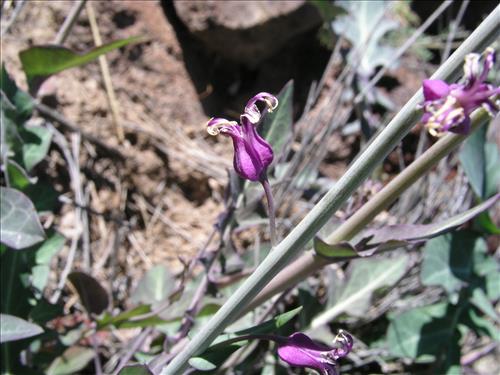 Streptanthus carinatus. Big Bend National Park, Route 13, mile 15. February 2005