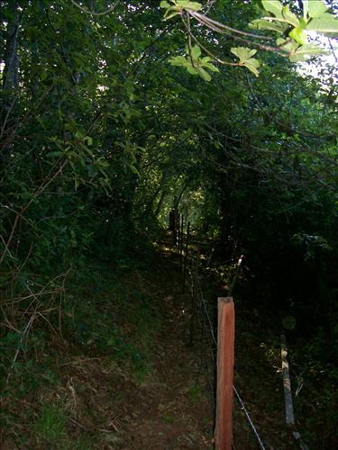 Orick Hill Fence Repair 2010