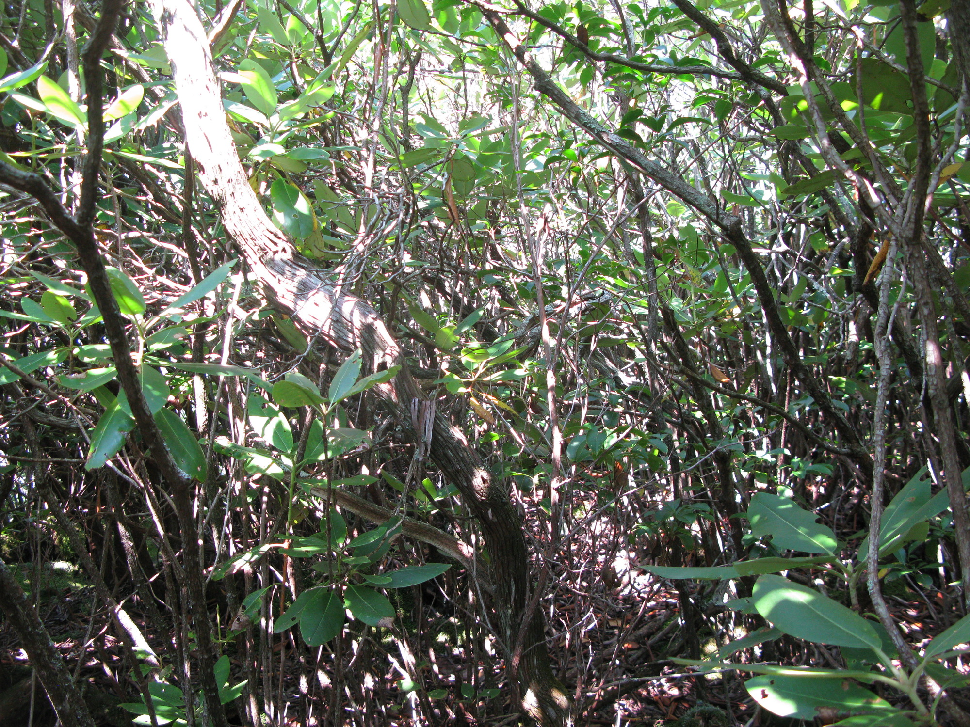 GRSM Accuracy Assessment. Plot Code: GRSM_AA_0859_5