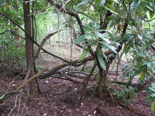 GRSM Accuracy Assessment. Plot Code: GRSM_AA_0411_3