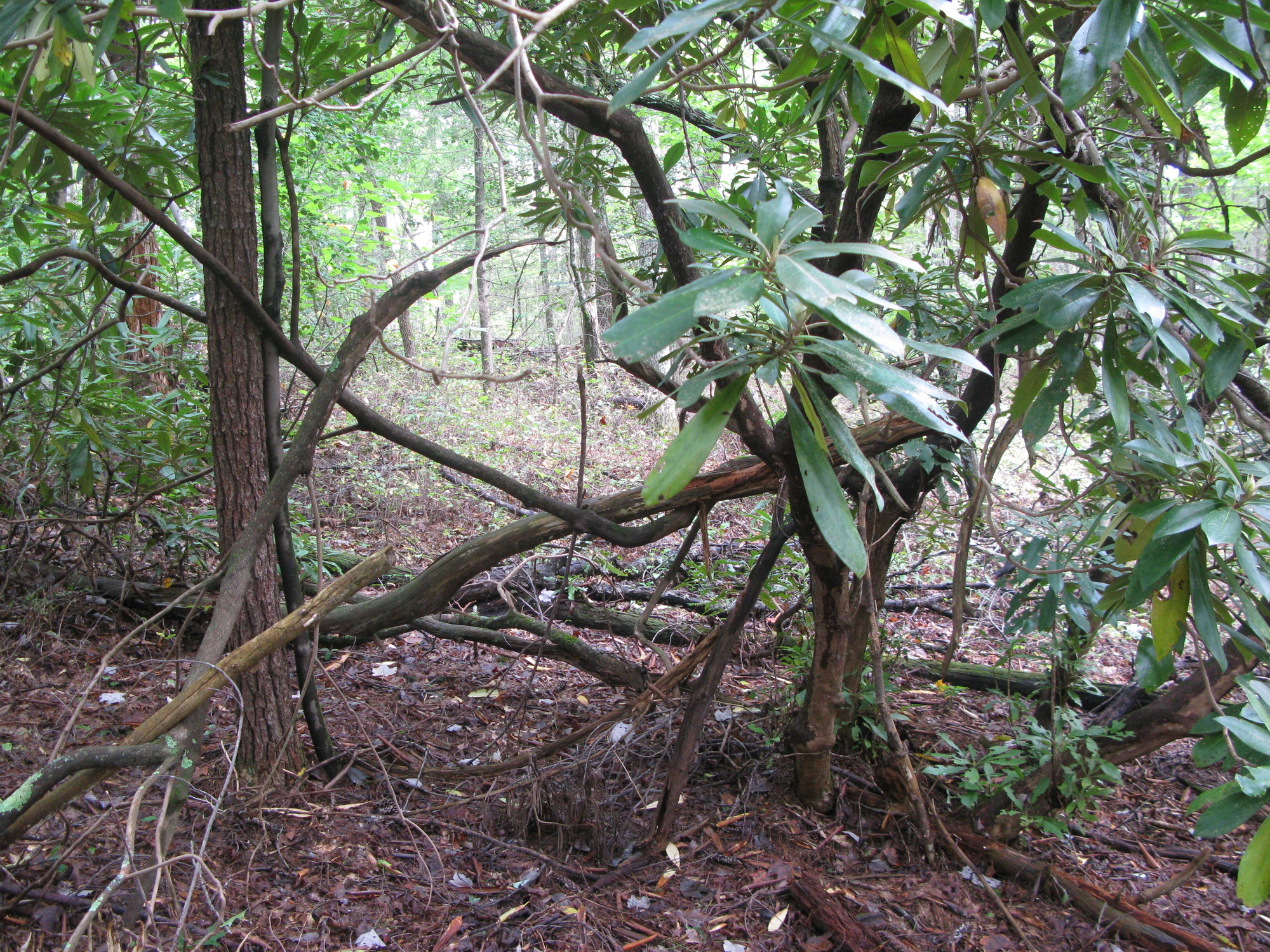 GRSM Accuracy Assessment. Plot Code: GRSM_AA_0411_3