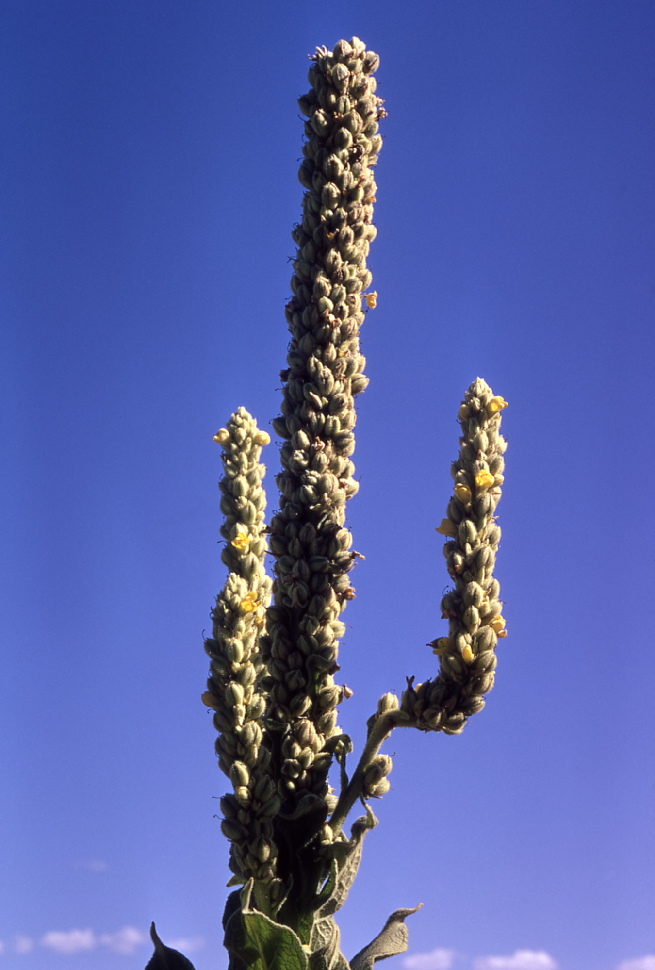 Tall, stalky plant with small yellow flowers on it.