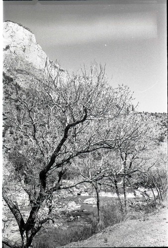 BW photos of trees. Virgin River in foreground.
