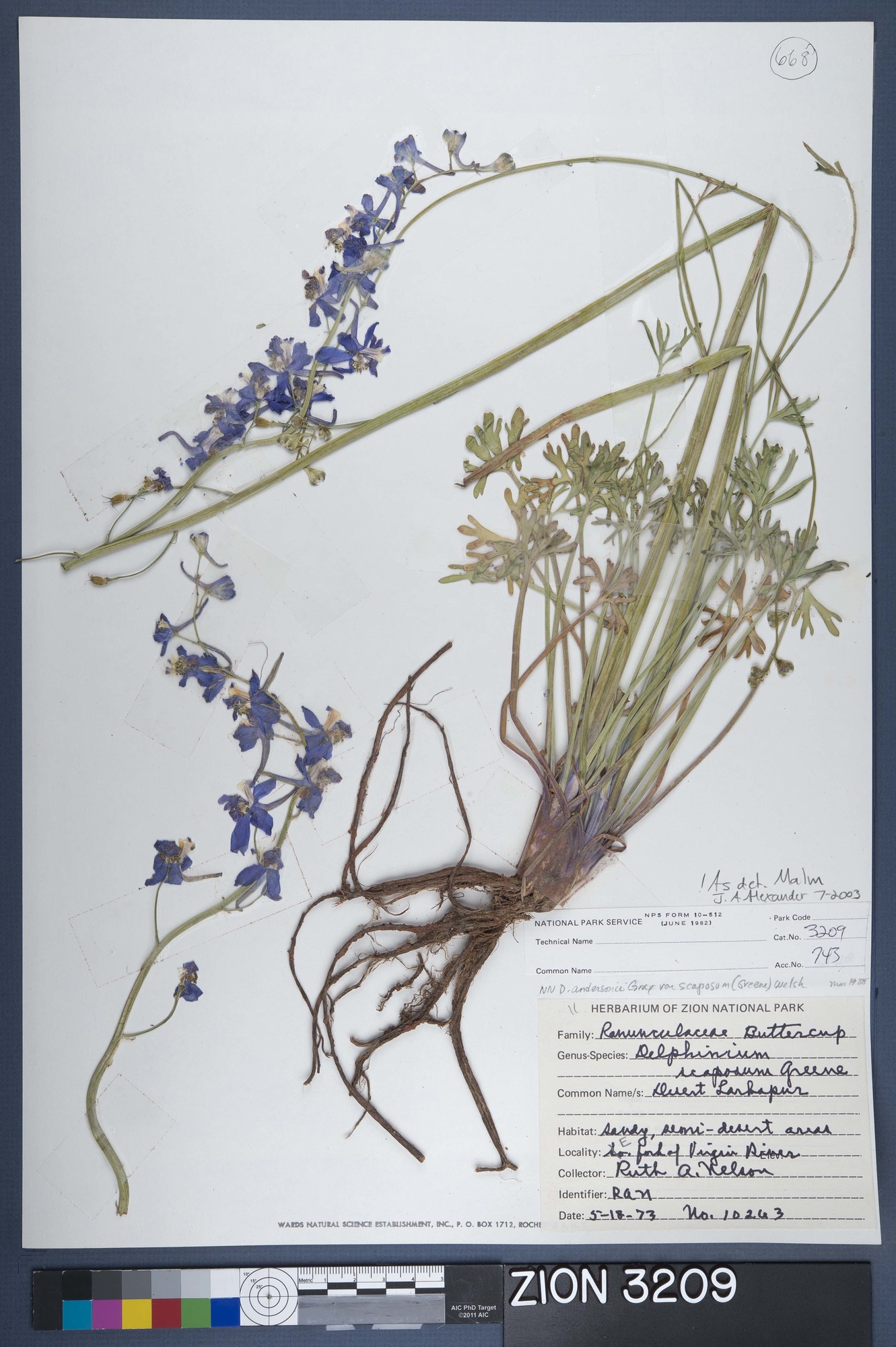 Herbarium Specimen Sheet 3209