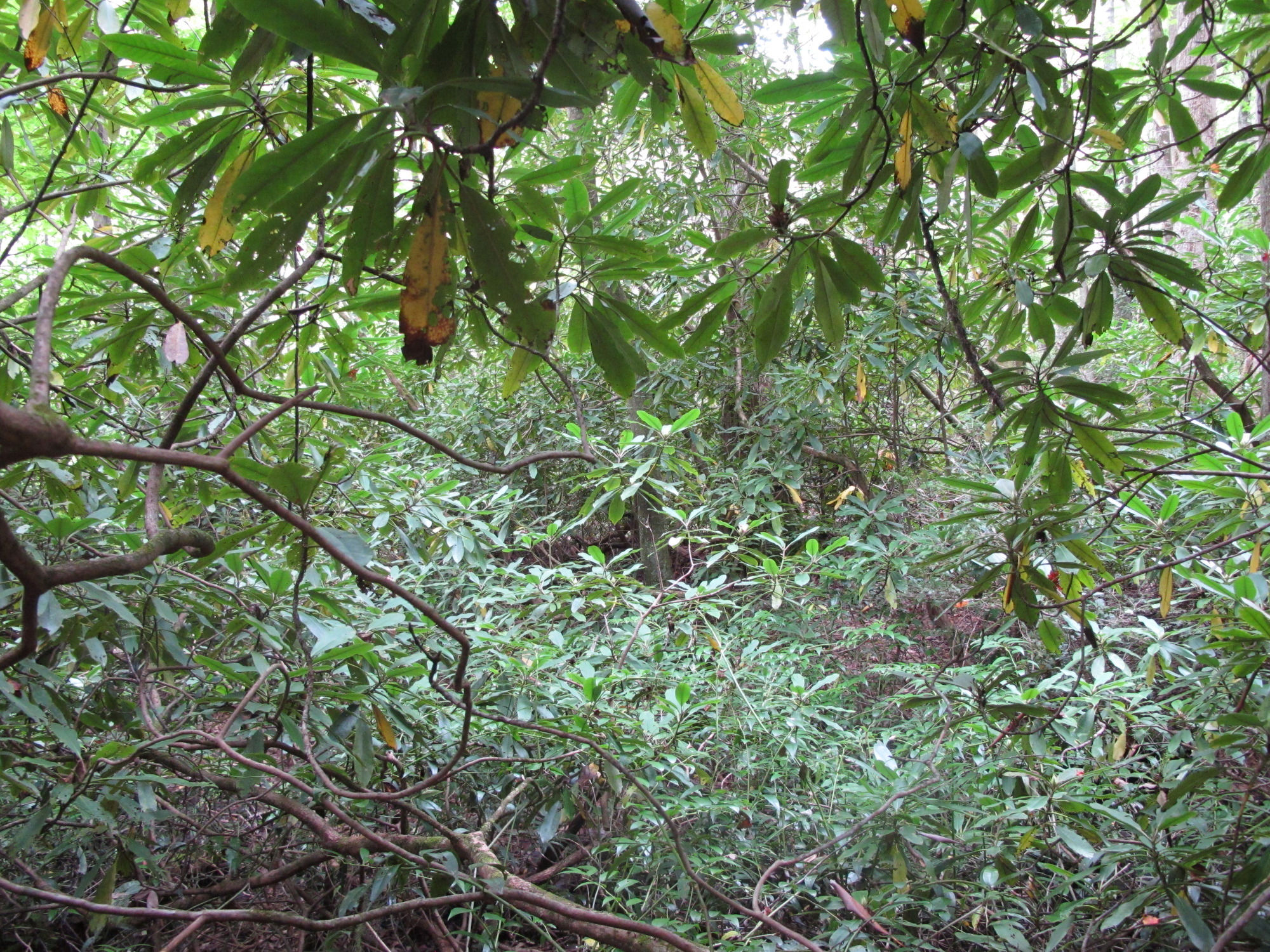 GRSM Accuracy Assessment. Plot Code: GRSM_AA_0199_4