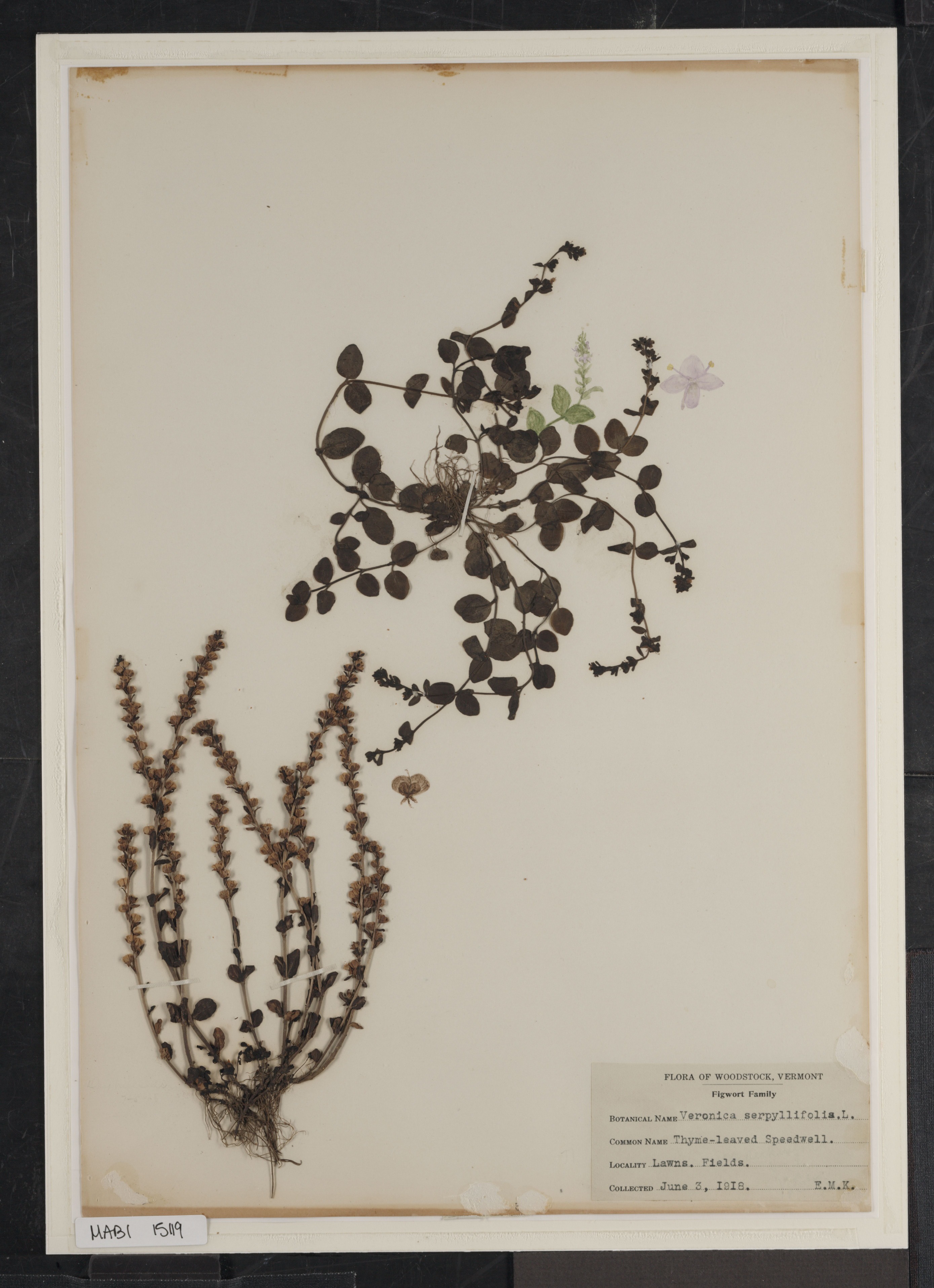 Preserved biological specimen on paper.