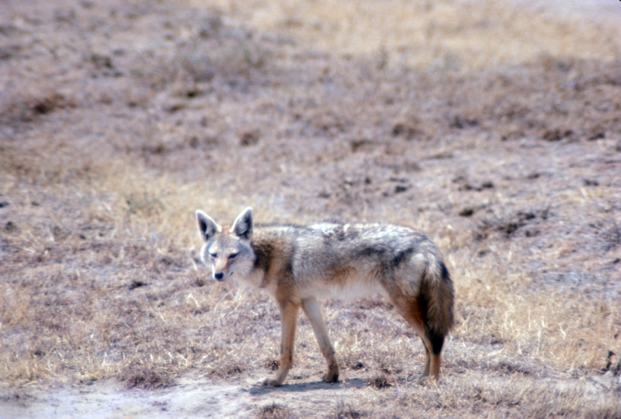 A Coyote stands in a dried up grassy field.