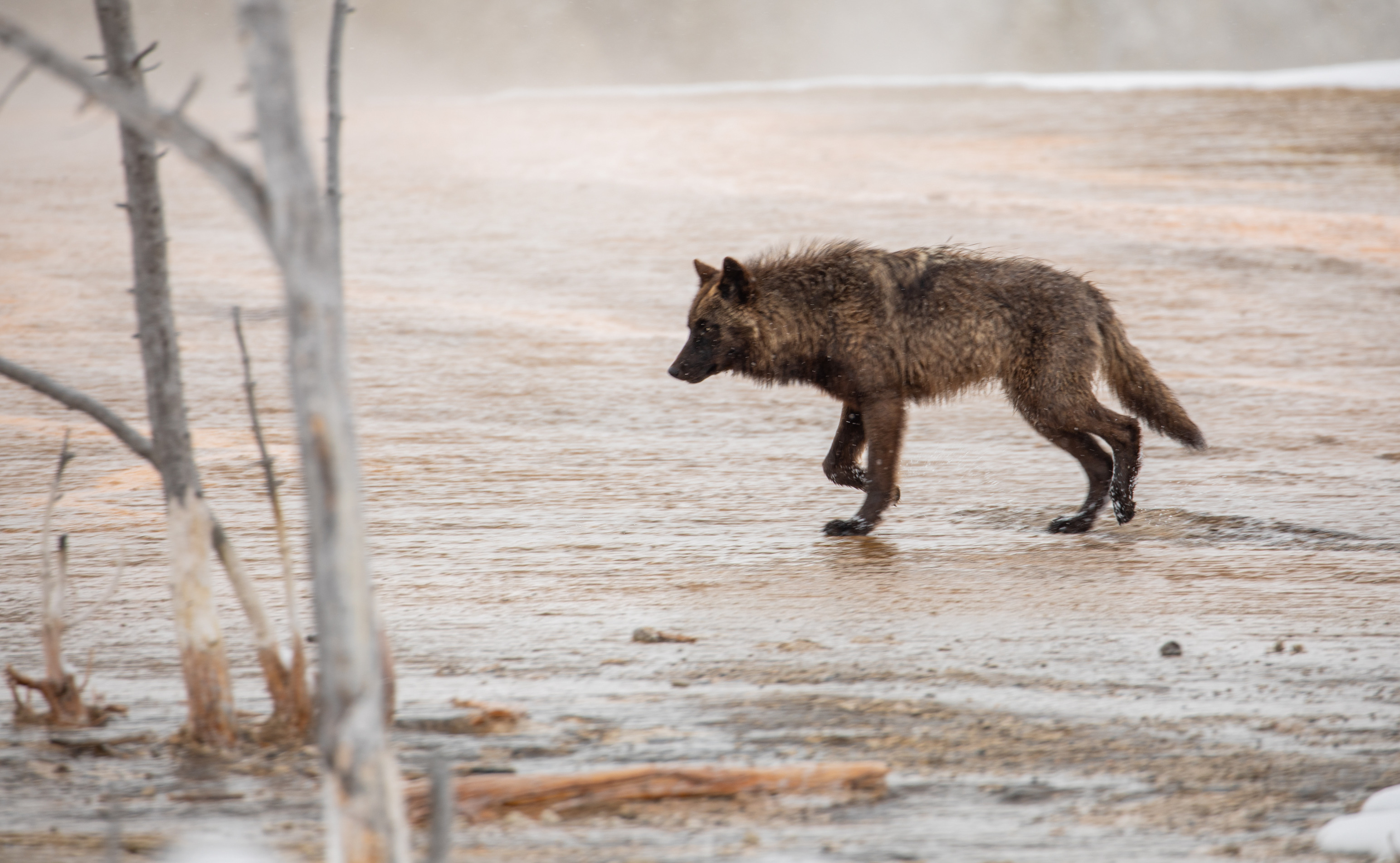 Wolf walks across thermal runoff