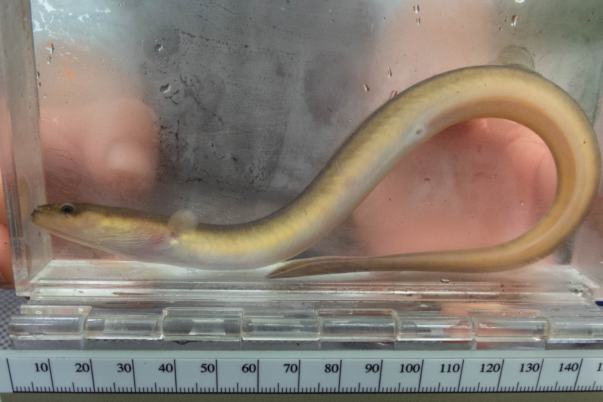 Anguilla rostrata (American eel) - full body, small adult