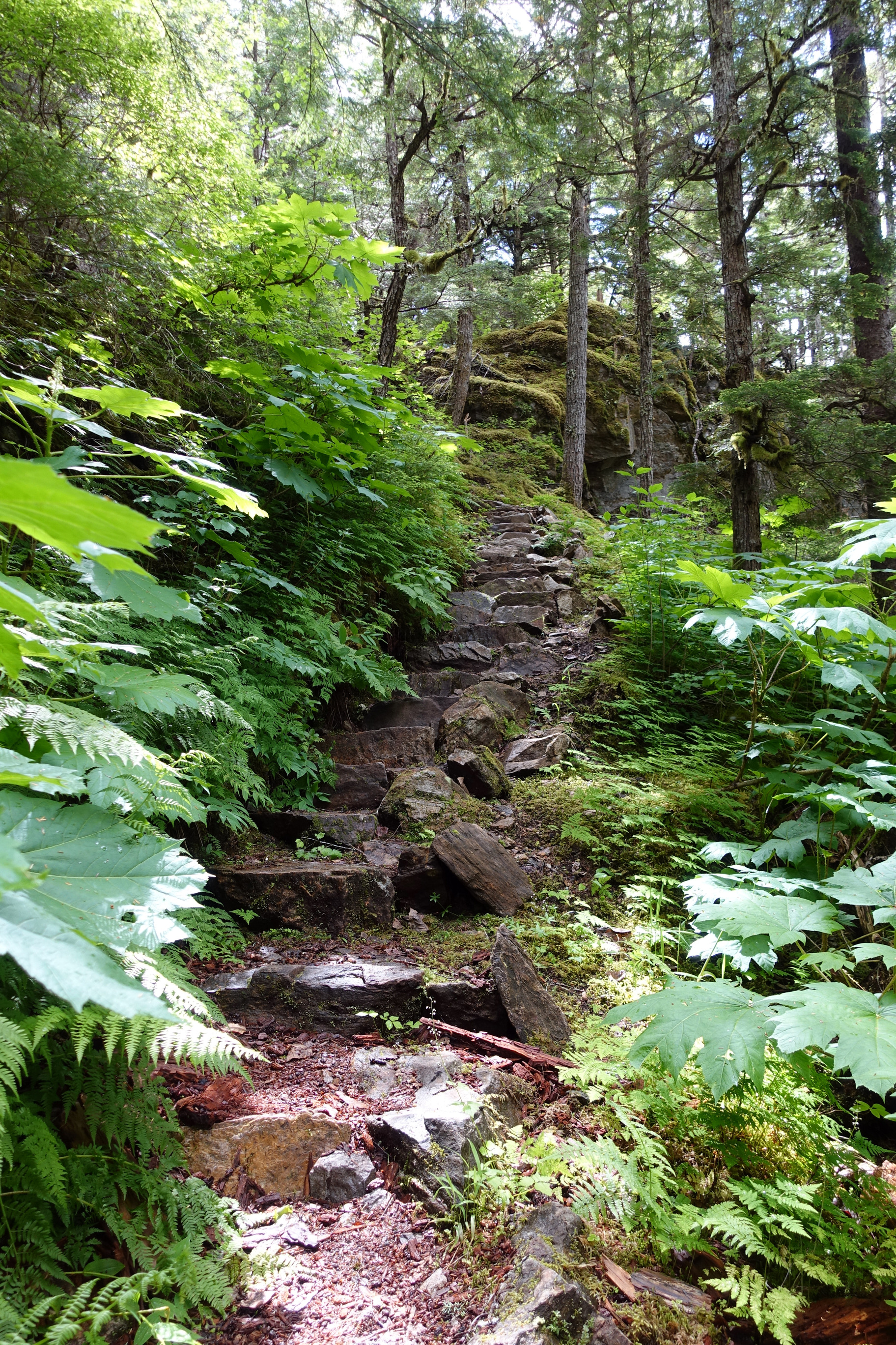Steps hewn from coarse stone  winds around a slope on the trial. The steps are flanked on either side with lush green vegetation and moss at the step's edges. 