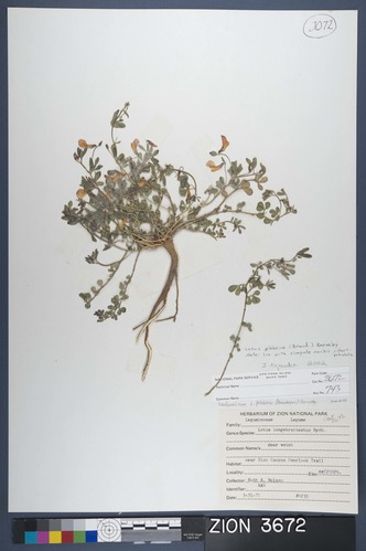 Herbarium Specimen Sheet 3672