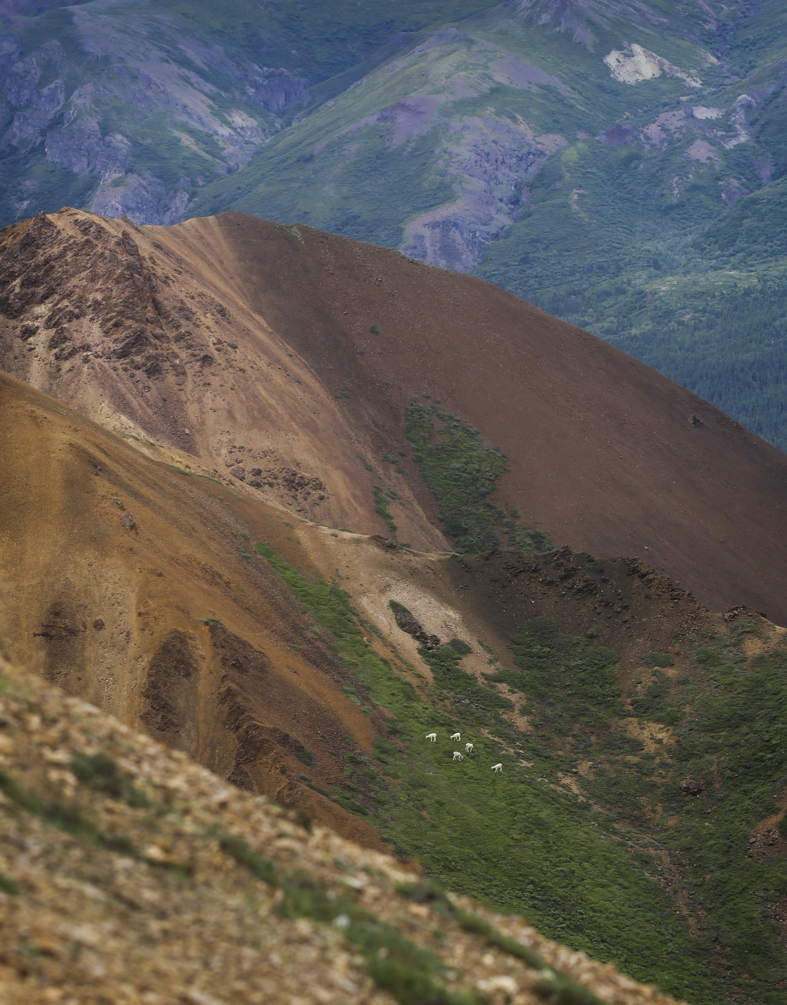 five sheep eating in a green section of a mountainside