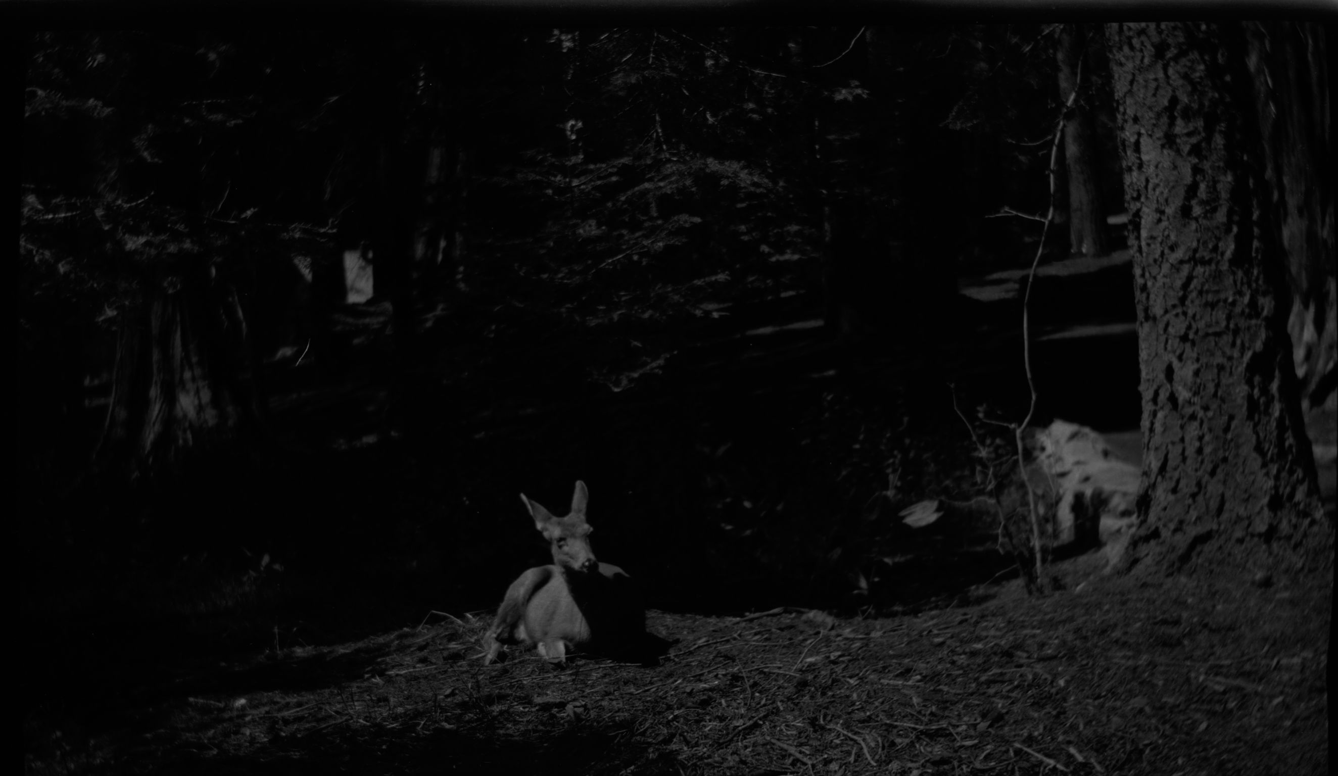 SEKI Roberts Collection Series: 2 Negatives; 3 Fauna