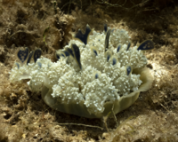A strange looking jelly, upside-down from our perspective sits on the seafloor surrounded by brownish algae. Its tentacles as well as dark colored sacs of algae give it a somewhat plant-like look.