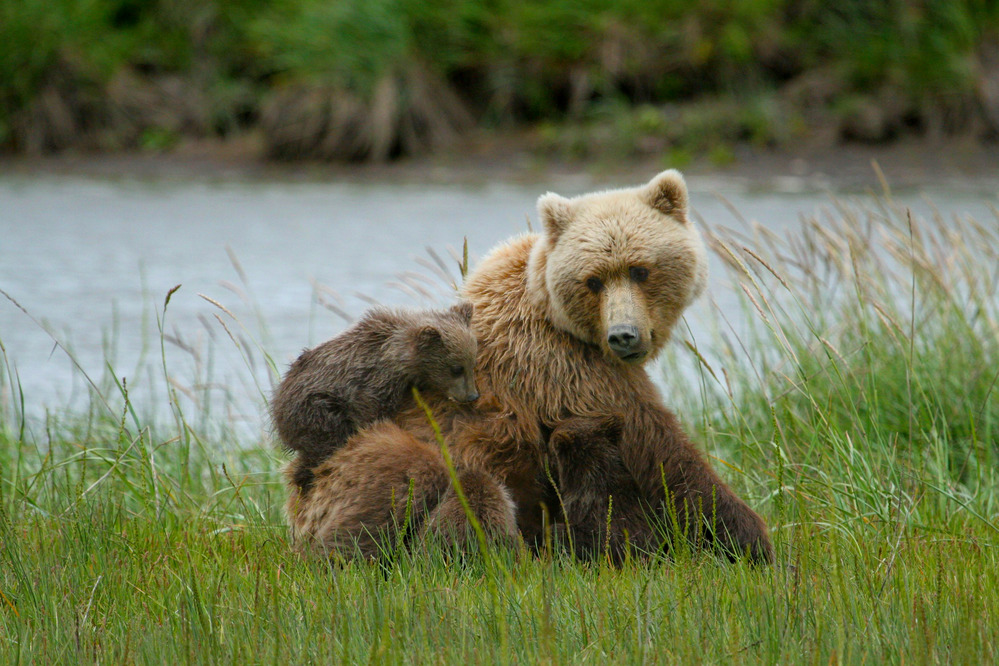 brown bear with three cubs atop her, near a creek