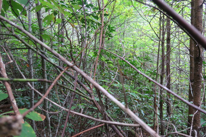 GRSM Accuracy Assessment. Plot Code: GRSM_AA_0822_4