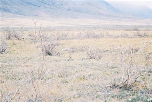 2 Gates of the Arctic National Park and Preserve Itkillik Birds June 2006