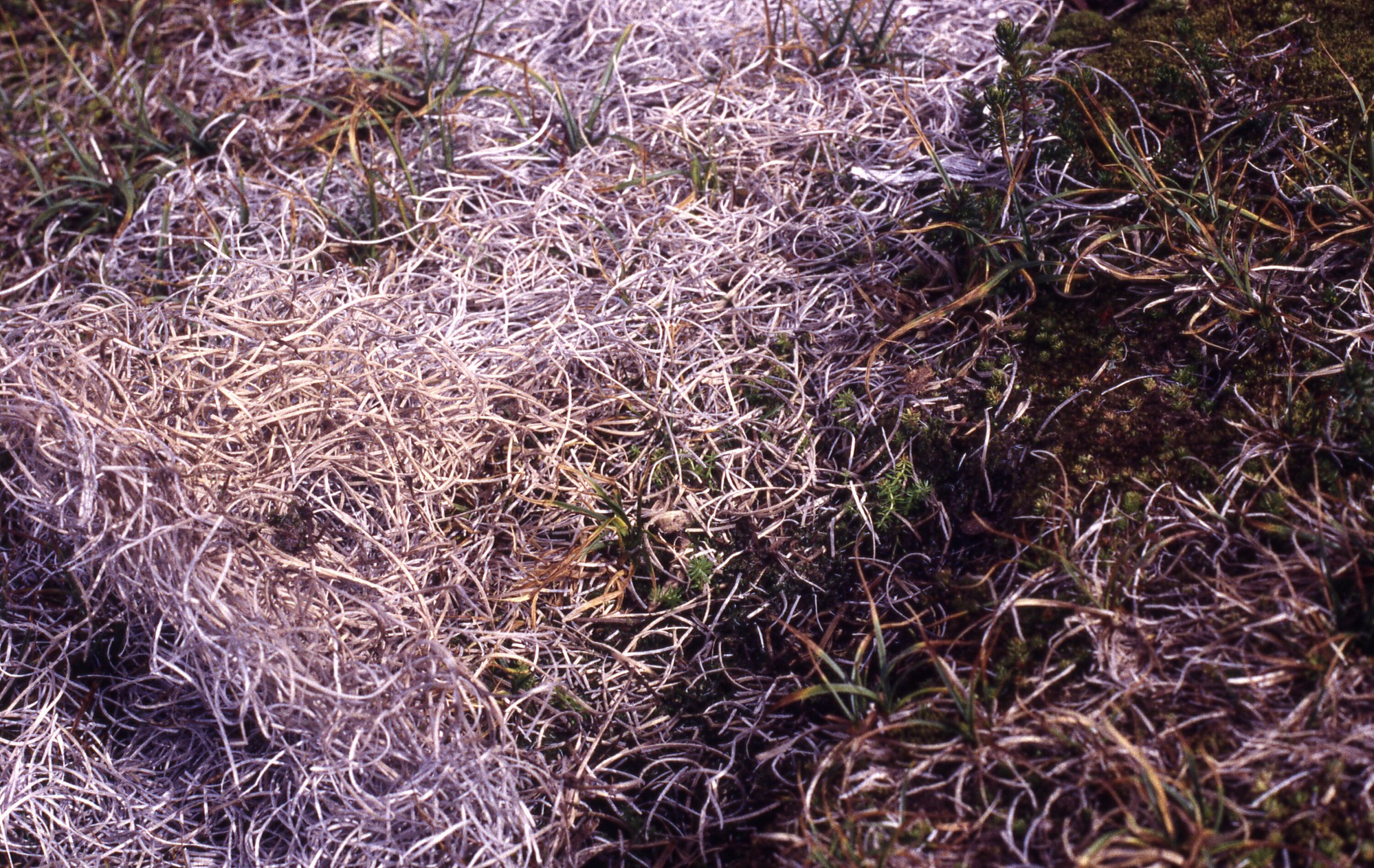 Curly mulch with grass to the side.