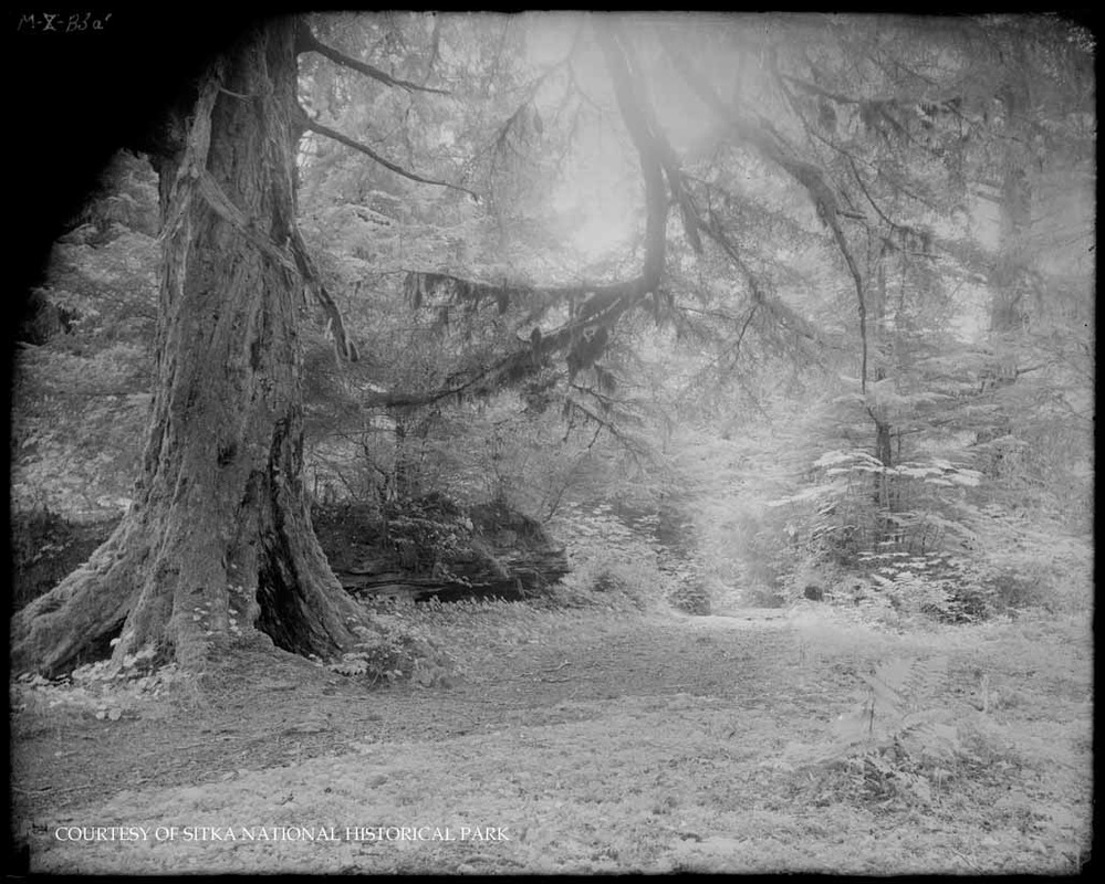 Trail through the woods near a large weathered evergreen.