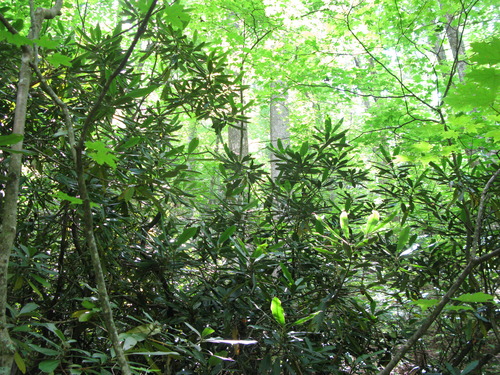 GRSM Accuracy Assessment. Plot Code: GRSM_AA_0927_4