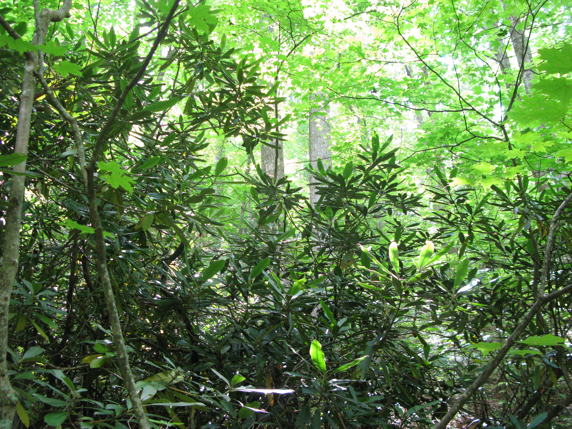 GRSM Accuracy Assessment. Plot Code: GRSM_AA_0927_4