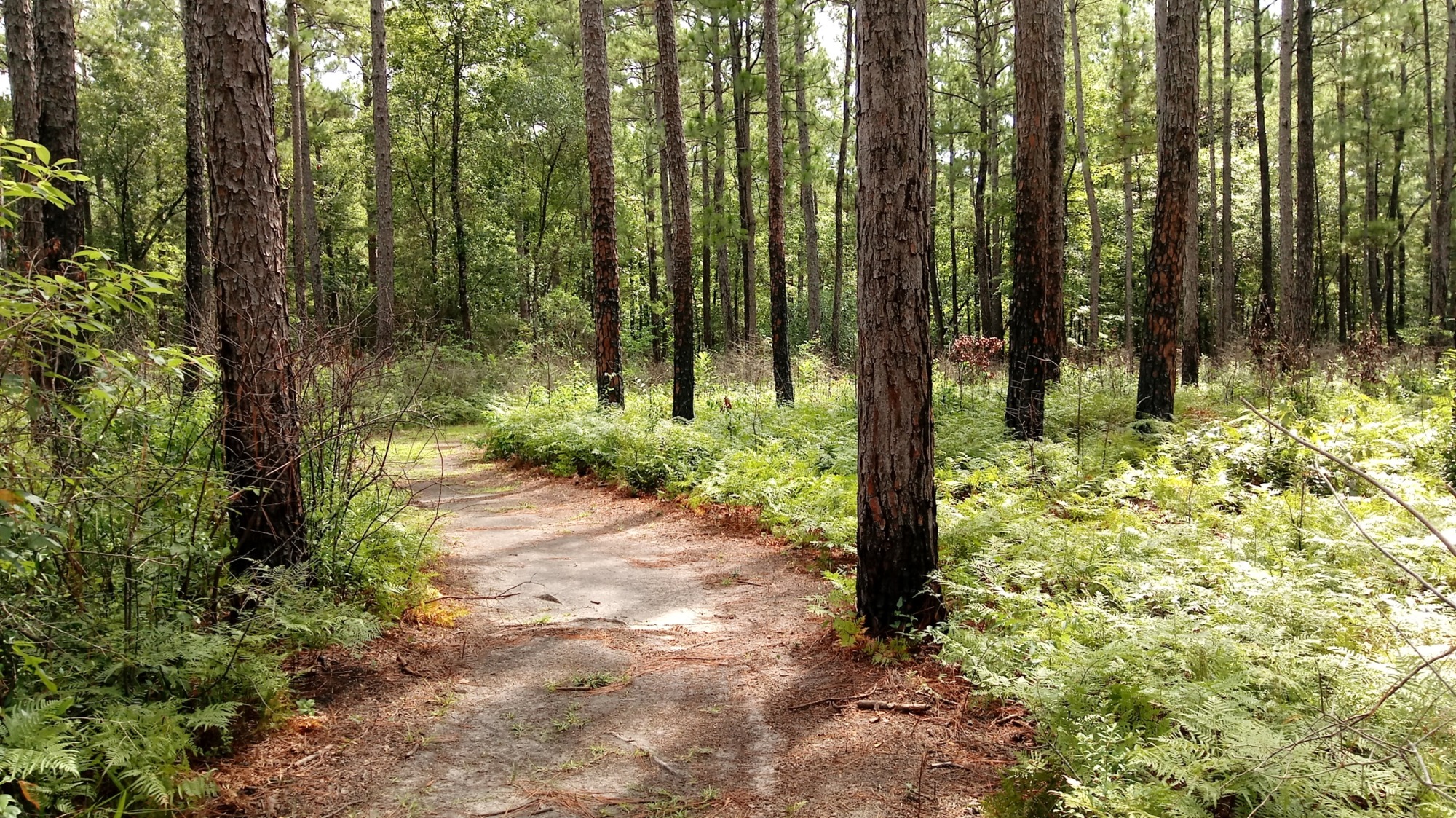 meandering trail through a pine forest, while ferns cover the ground floor