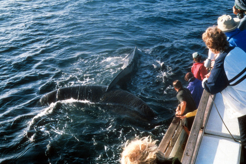 Humpback Whale Watching