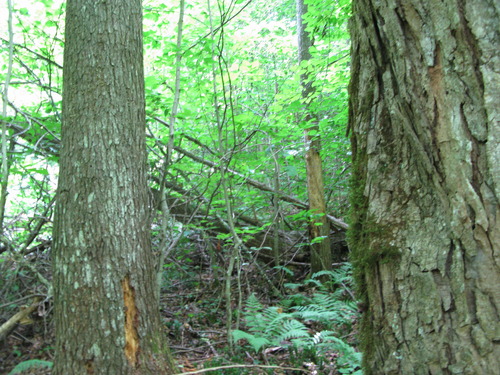 GRSM Accuracy Assessment. Plot Code: GRSM_AA_0931_6